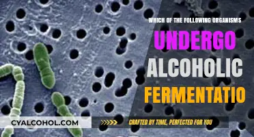 Organisms That Undergo Alcoholic Fermentation: A Comprehensive Overview