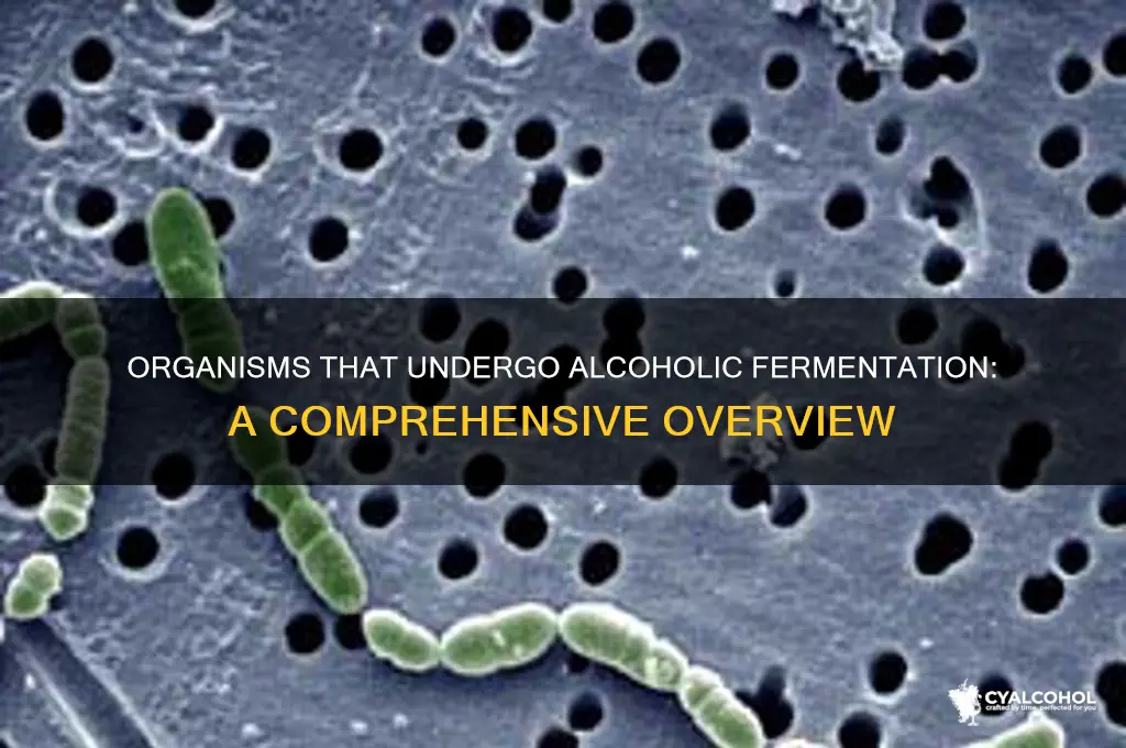 which of the following organisms undergo alcoholic fermentation