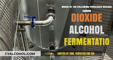 How Alcohol Fermentation Releases Carbon Dioxide