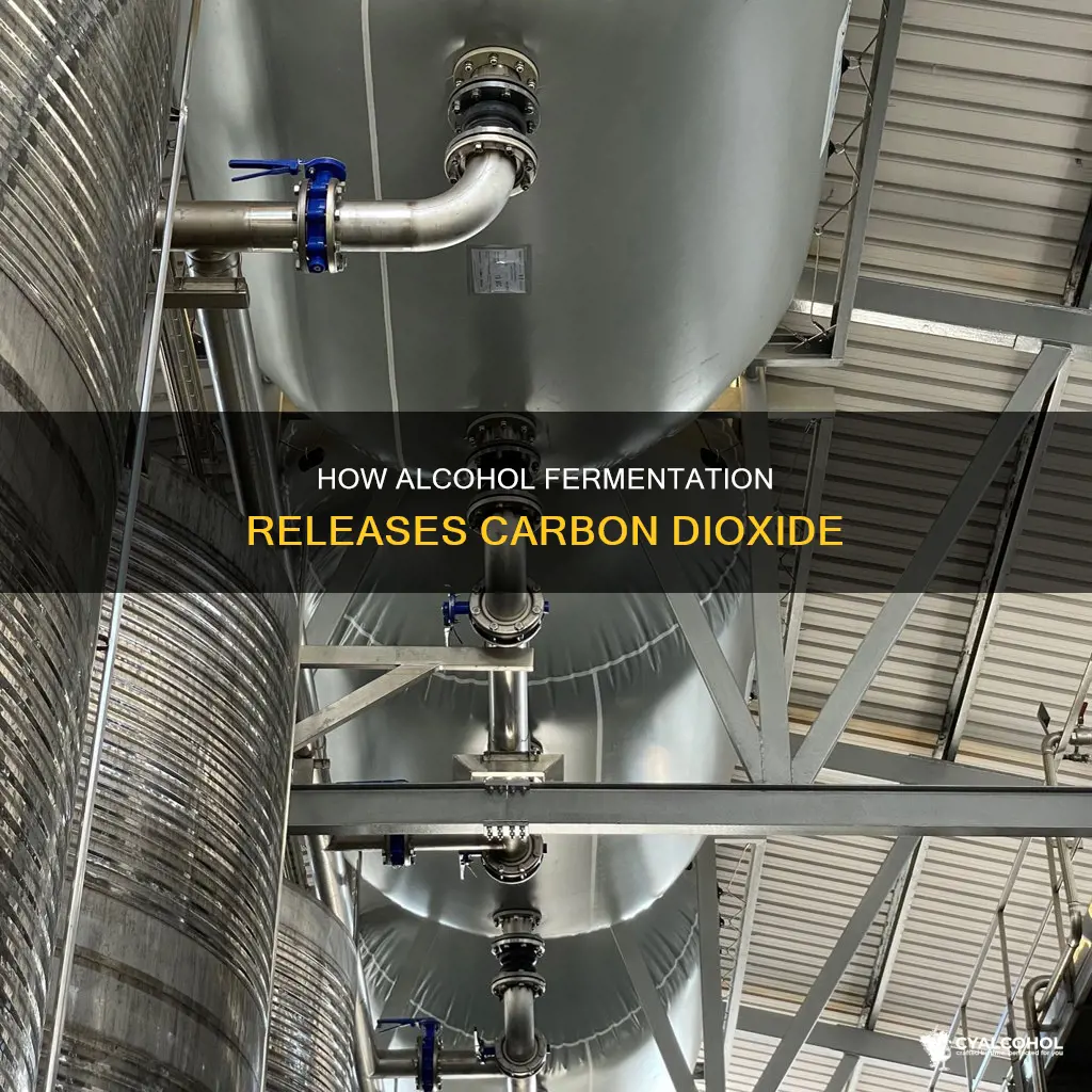 which of the following processes release carbon dioxide alcohol fermentation