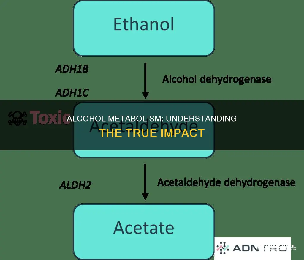 which of the following statements about metabolizing alcohol is true