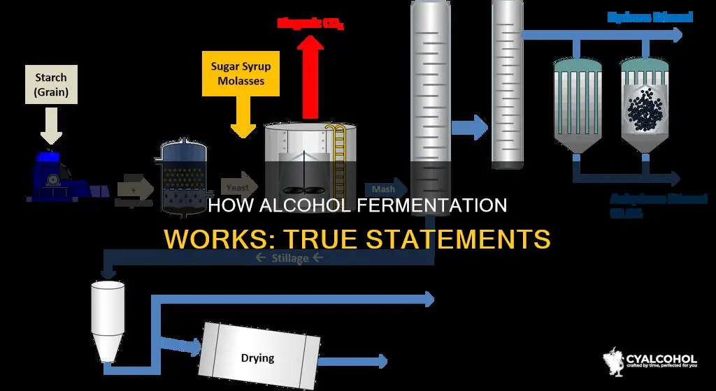 which of the following statements is true of alcohol fermentation