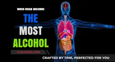 Which Organ Absorbs the Most Alcohol? Surprising Facts Revealed