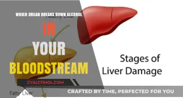 How Your Liver Processes and Breaks Down Alcohol in Bloodstream