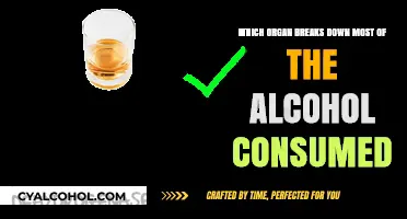 How Your Liver Breaks Down Alcohol