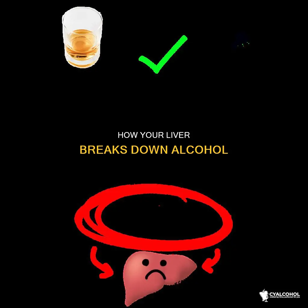 which organ breaks down most of the alcohol consumed