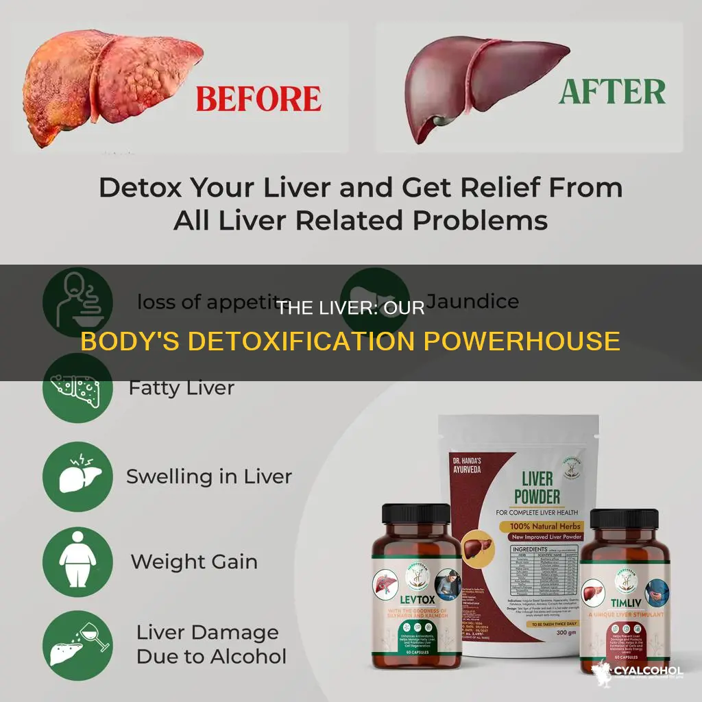 which organ breaks down toxic substances such as alcohol