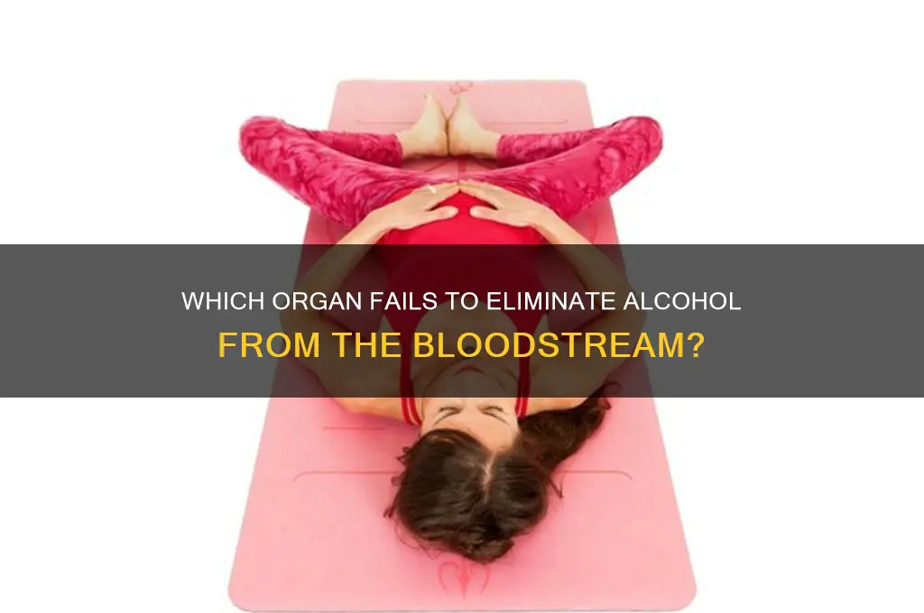 which organ does not remove alcohol from bloodstream
