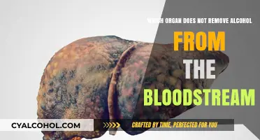 How Alcohol Affects Your Body's Filtration System