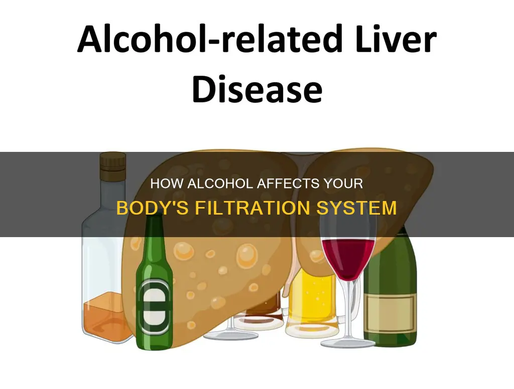 which organ does not remove alcohol from the bloodstream