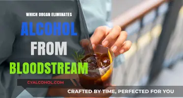 How the Liver Filters and Eliminates Alcohol from Your Bloodstream