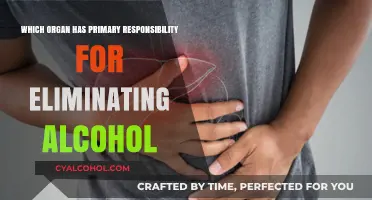 Liver's Role: Primary Organ for Alcohol Elimination Explained