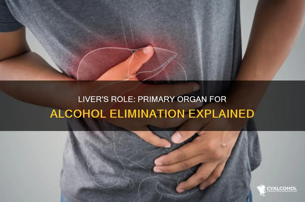which organ has primary responsibility for eliminating alcohol