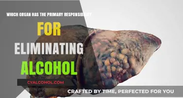 Liver's Role: Alcohol Elimination from Body