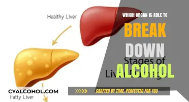 The Liver: Your Body's Alcohol Breakdown Powerhouse Explained