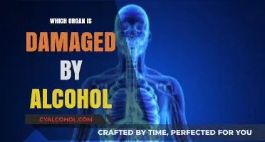 How Alcohol Silently Destroys Your Liver and Other Vital Organs