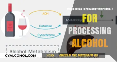 The Liver: Key Organ for Alcohol Metabolism and Processing