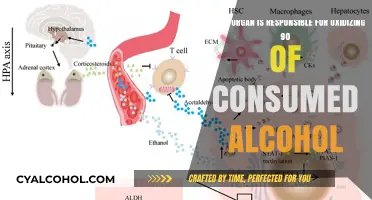 The Liver's Role: Oxidizing Alcohol in the Body