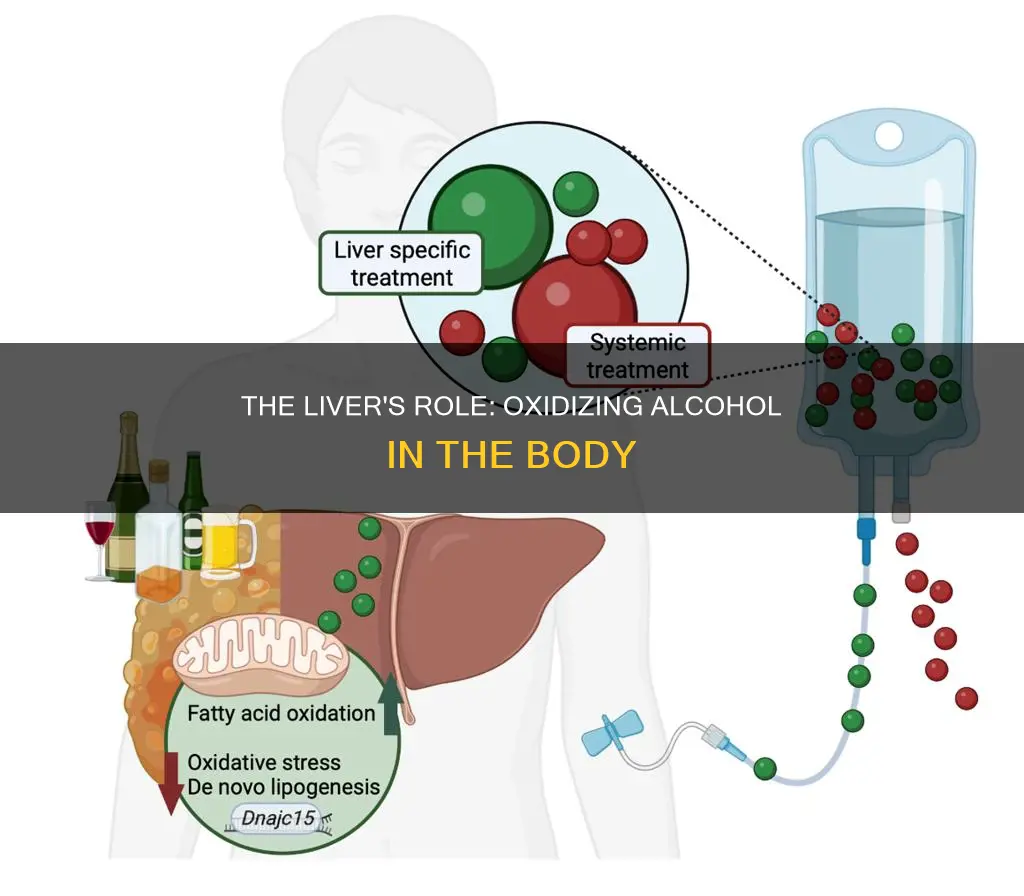 which organ is responsible for oxidizing 90 of consumed alcohol
