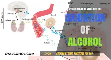 Liver's Role in Alcohol Oxidation: A Vital Process