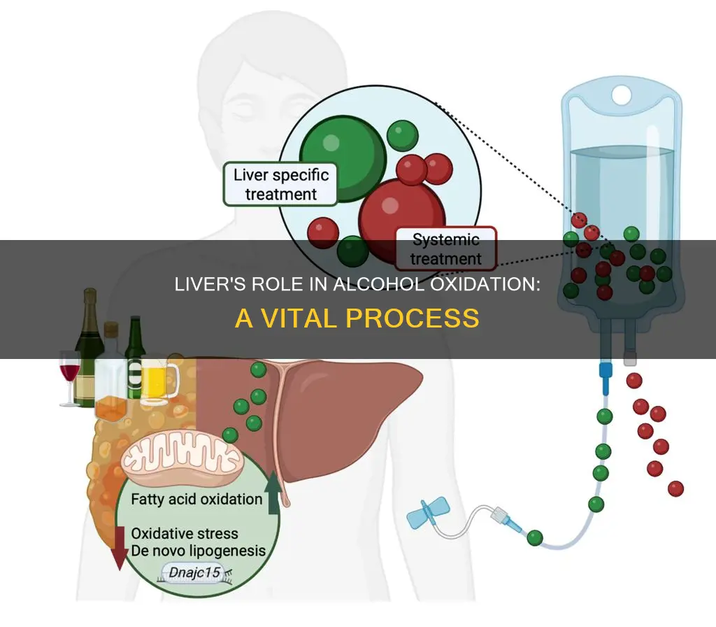 which organ is vital for the oxidation of alcohol