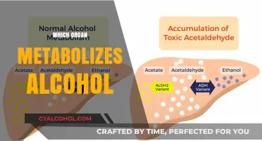 How Your Liver Processes Alcohol: The Metabolism Explained