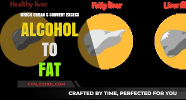 How Your Liver Converts Excess Alcohol into Stored Body Fat