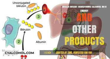 How Liver Converts Alcohol to Energy