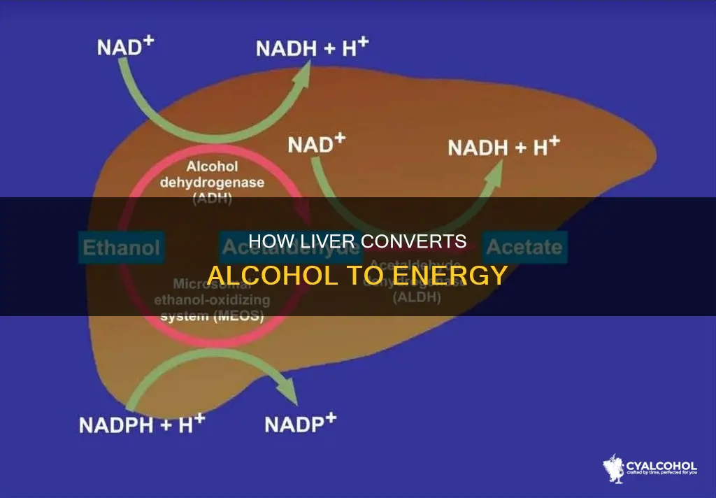which organ transforms alcohol into energy and other products