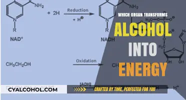 How the Liver Converts Alcohol into Usable Energy for the Body