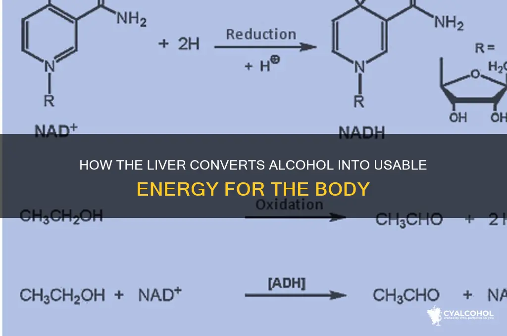 which organ transforms alcohol into energy