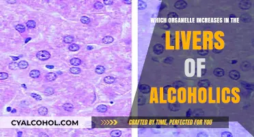 Alcohol's Impact: How Liver Cells Adapt with More Smooth Endoplasmic Reticulum
