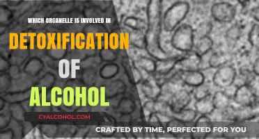 The Role of the Smooth Endoplasmic Reticulum in Alcohol Detoxification