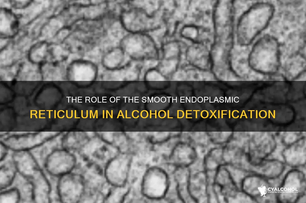 which organelle is involved in detoxification of alcohol
