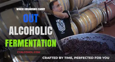 Organisms Behind Alcoholic Fermentation: Unveiling the Microbial Masters