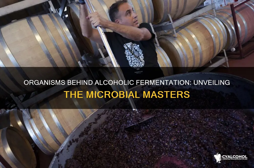 which organisms carry out alcoholic fermentation