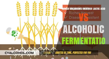 Lactic Acid vs Alcoholic Fermentation: Organisms and Their Metabolic Pathways