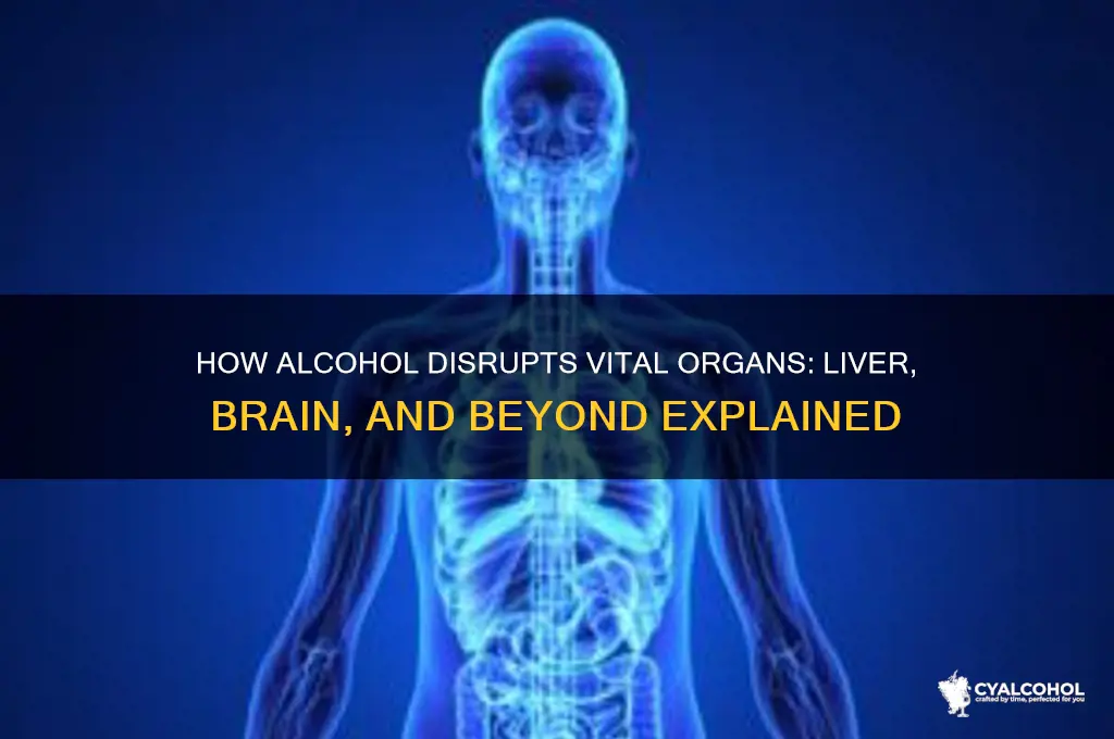which organs are disrupted by alcohol