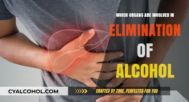 Organs Responsible for Alcohol Elimination: A Comprehensive Breakdown