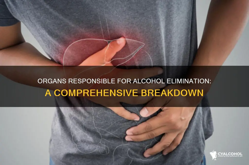 which organs are involved in elimination of alcohol