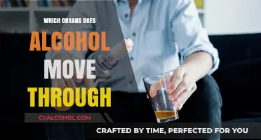 Alcohol's Journey: Organs Affected by Its Path Through the Body