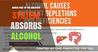 How the Small Intestine Absorbs Alcohol: Digestive System Insights