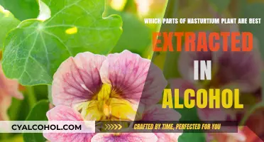Nasturtium Plant Parts: Alcohol Extraction Guide
