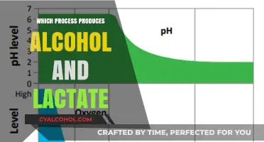 Fermentation Unveiled: How Alcohol and Lactate Are Naturally Produced