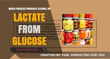 Fermentation Unveiled: How Glucose Transforms into Alcohol or Lactate