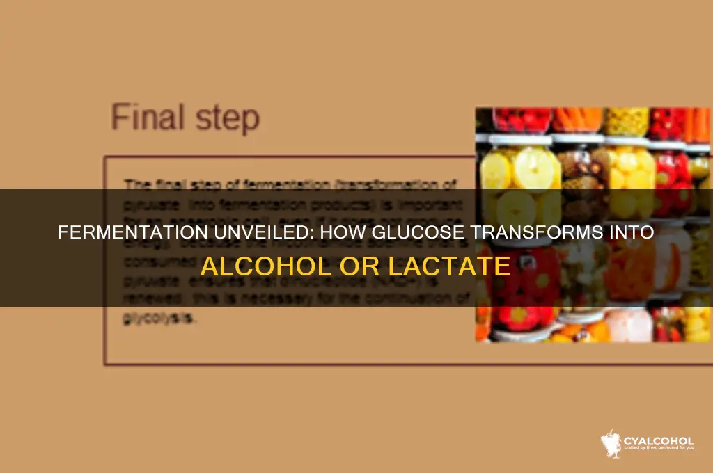 which process produces alcohol or lactate from glucose