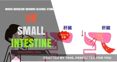 Stomach vs. Small Intestine: Which Absorbs Alcohol Faster?