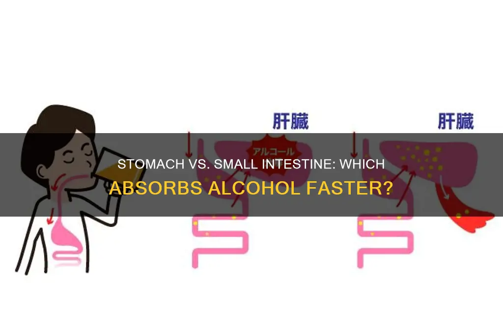 which quicklier absorbs alcohol stomach or small intestine