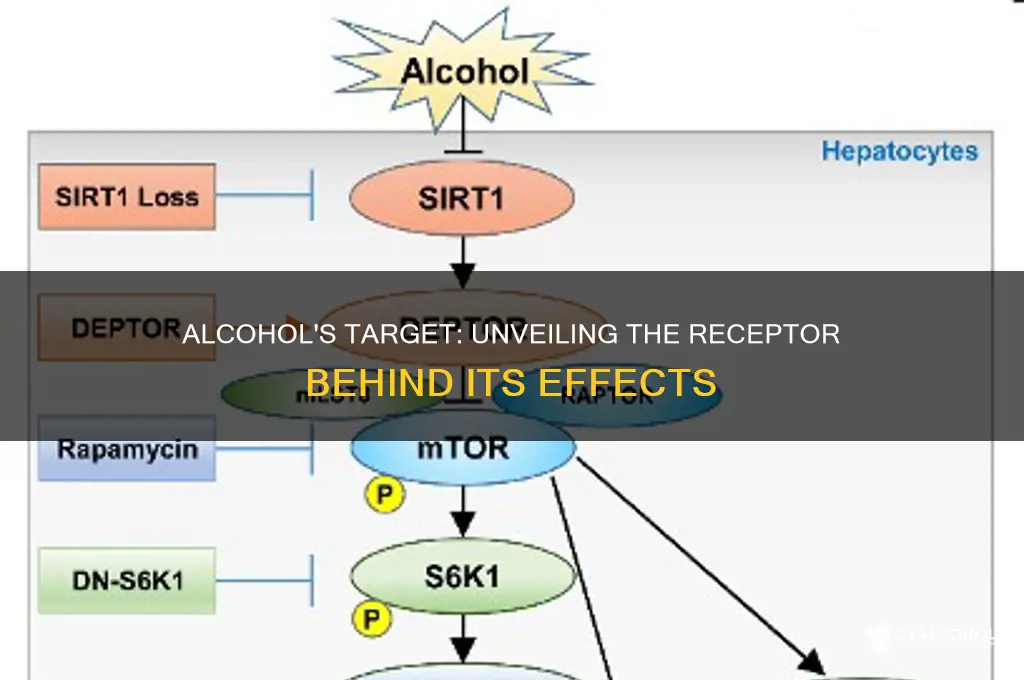 which receptor does alcohol act on