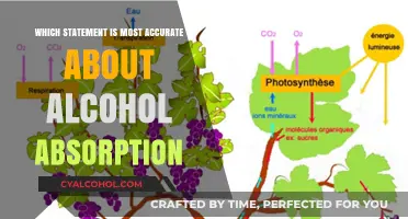Understanding Alcohol Absorption: Debunking Myths for Accurate Health Insights